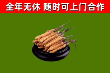 武定烟酒回收冬虫夏草.jpg